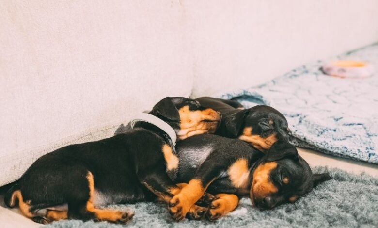 5 cách chăm sóc vệ sinh chó Minpin một cách dễ dàng và hiệu quả