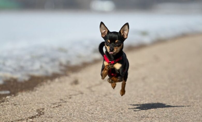 Chó Minpin: Kinh nghiệm nuôi và chăm sóc chó Minpin hiệu quả