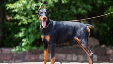 Cách nuôi chó con Minpin: Hướng dẫn chi tiết theo từng giai đoạn