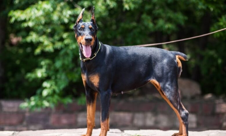 Cách nuôi chó con Minpin: Hướng dẫn chi tiết theo từng giai đoạn