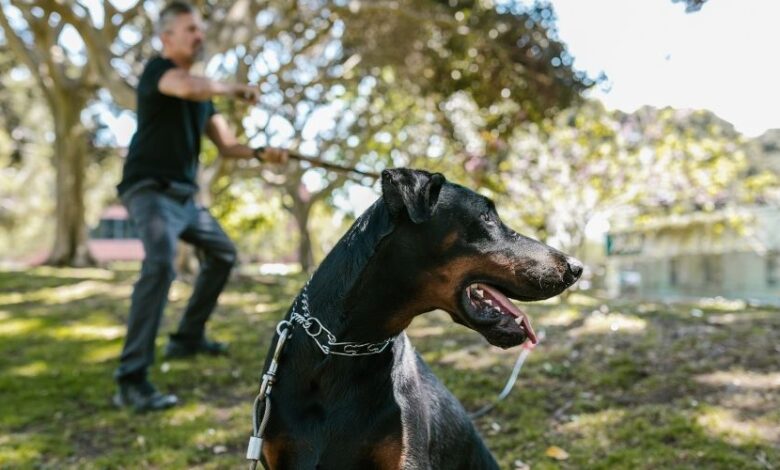 Những điều cần biết khi huấn luyện chó Minpin: Những vấn đề quan trọng cần chú ý