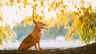 Cách chăm sóc và cắt tỉa lông cho chó Minpin một cách đẹp nhất