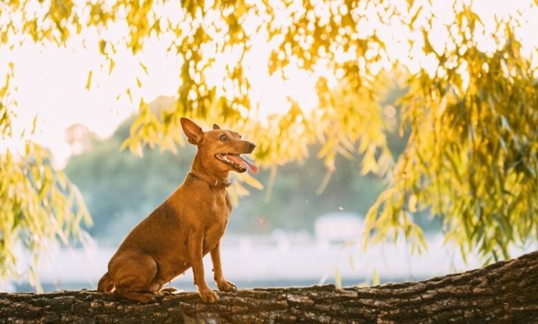 Cách chăm sóc và cắt tỉa lông cho chó Minpin một cách đẹp nhất