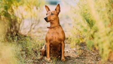 Cách chăm sóc chó Minpin từ 1-2 tháng tuổi: Bí quyết chăm sóc chó con hiệu quả