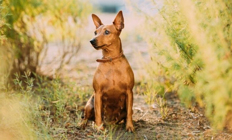 Cách chăm sóc chó Minpin từ 1-2 tháng tuổi: Bí quyết chăm sóc chó con hiệu quả