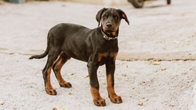 Cách nuôi chó Minpin con sơ sinh khi không có mẹ: Bí quyết chăm sóc chó nhỏ hữu ích