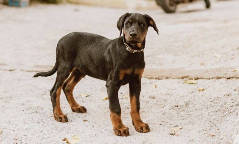 Cách nuôi chó Minpin con sơ sinh khi không có mẹ: Bí quyết chăm sóc chó nhỏ hữu ích