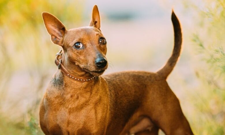 Biểu hiện và cách phòng tránh khi chó Minpin bị tiêu chảy: Bí quyết chăm sóc chó hiệu quả