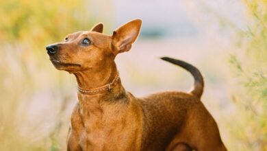 Chó Minpin: Năm đẻ mấy lứa và mọi điều bạn cần biết về việc sinh sản