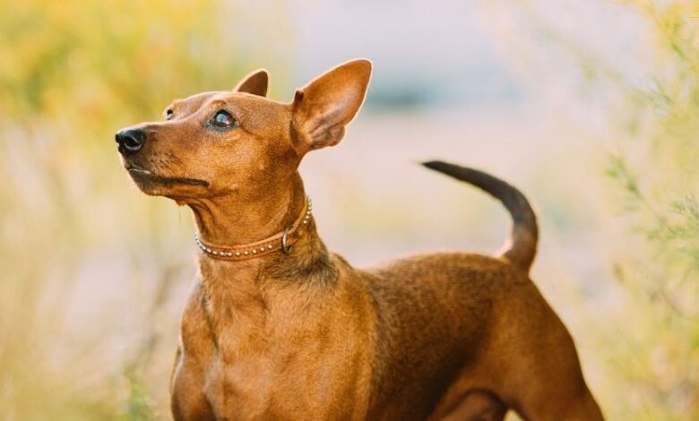 Chó Minpin: Năm đẻ mấy lứa và mọi điều bạn cần biết về việc sinh sản